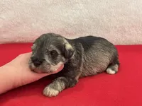 Gypsy Female 1, a female Miniature Schnauzer for sale in Pageland, SC – Photo 3 of 4