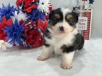 Caroline Female 2, a female Toy Australian Shepherd for sale in Pageland, SC – 6 of 6