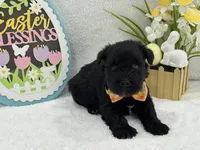 Bleu Male 2 Blue Eyes, a male Miniature Schnauzer for sale in Pageland, SC – Photo 4 of 4