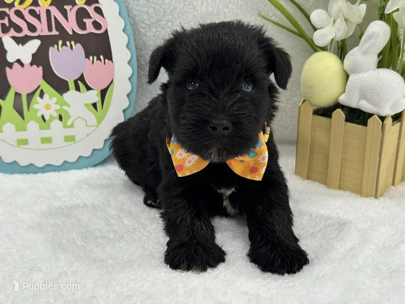 Bleu Male 2 Blue Eyes – Miniature Schnauzer puppy for sale in Pageland, SC