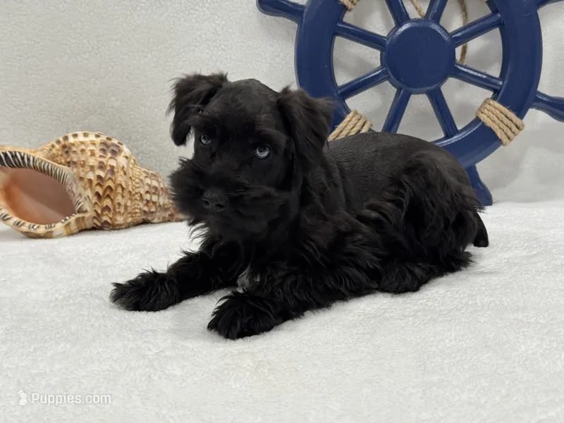 Bleu Male 2 Blue Eyes – Miniature Schnauzer puppy for sale in Pageland, SC