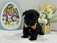 Bleu Male 2 Blue Eyes, a male Miniature Schnauzer for sale in Pageland, SC – Photo 2 of 4