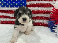 Marsha Female 1, a female Miniature Schnauzer for sale in Pageland, SC – 2 of 5