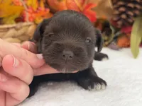 Lexie Female 2 AKC Registered Liver Color, a male Miniature Schnauzer for sale in Pageland, SC – 3 of 4