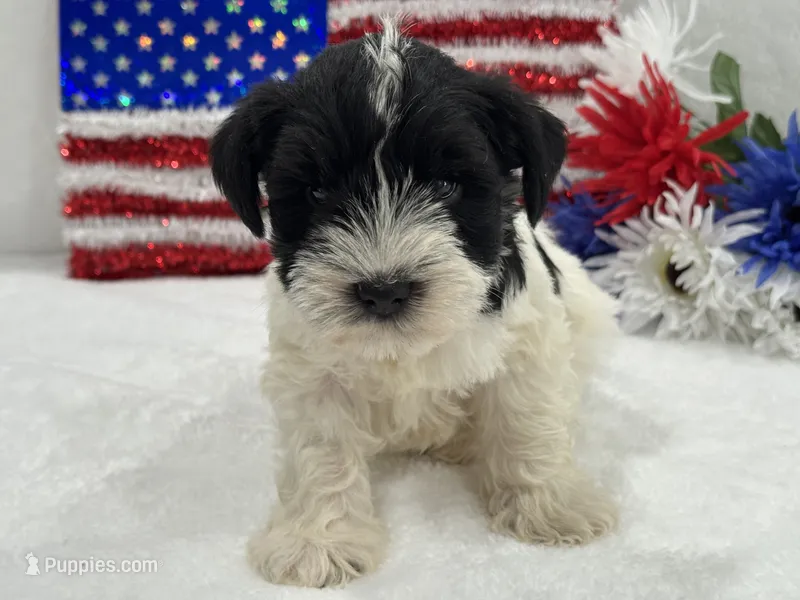 Piper Male 2 – Miniature Schnauzer puppy for sale in Pageland, SC