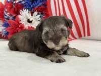 Miracle Female 1 AKC Liver and Tan mega coat, a female Miniature Schnauzer for sale in Pageland, SC – 3 of 4