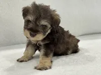 Sugar Pie Male 1 AKC Mega Coat Liver & Tan, a male Miniature Schnauzer for sale in Pageland, SC – 3 of 4