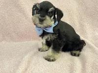 Mae Male 1 AKC , a male Miniature Schnauzer for sale in Pageland, SC – 4 of 4