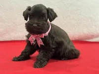 Fancy Female 4 AKC Mega Coat, a female Miniature Schnauzer for sale in Pageland, SC – Photo 2 of 4