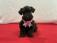 Fancy Female 4 AKC Mega Coat, a female Miniature Schnauzer for sale in Pageland, SC – Photo 3 of 4