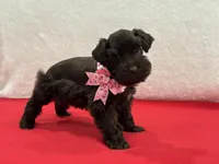 Fancy Female 4 AKC Mega Coat, a female Miniature Schnauzer for sale in Pageland, SC – Photo 1 of 4
