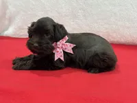 Fancy Female 4 AKC Mega Coat, a female Miniature Schnauzer for sale in Pageland, SC – Photo 4 of 4