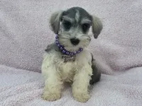 Josie Female 2, a female Miniature Schnauzer for sale in Pageland, SC – 2 of 4