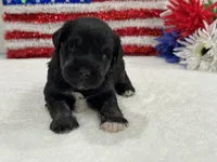 Marsha Male 4, a male Miniature Schnauzer for sale in Pageland, SC – 4 of 4