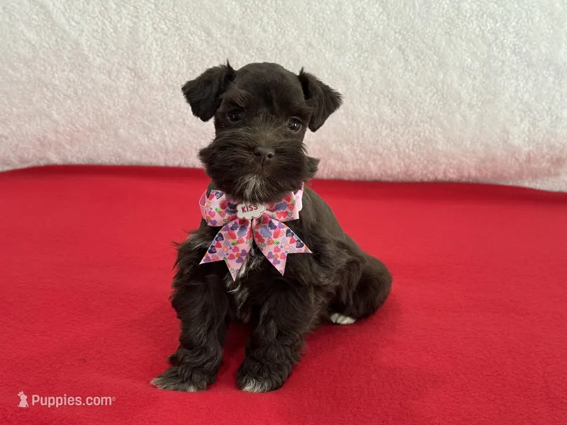 Fancy Female 1 AKC Mega Coat