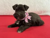 Fancy Female 1 AKC Mega Coat, a female Miniature Schnauzer for sale in Pageland, SC – Photo 2 of 4