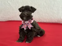Fancy Female 1 AKC Mega Coat, a female Miniature Schnauzer for sale in Pageland, SC – Photo 4 of 4