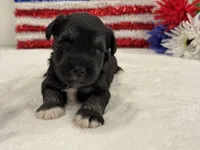 Marsha Male 5, a male Miniature Schnauzer for sale in Pageland, SC – 3 of 4