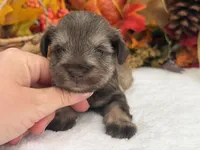 Lexie Female 1 AKC Registered Light Liver & Tan , a male Miniature Schnauzer for sale in Pageland, SC – 3 of 4