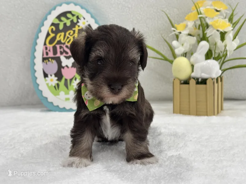 Dolly Male 1 AKC Registered – Miniature Schnauzer puppy for sale in Pageland, SC