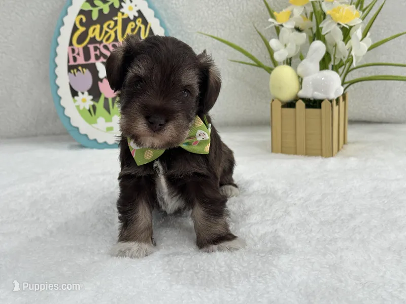 Dolly Male 1 AKC Registered – Miniature Schnauzer puppy for sale in Pageland, SC
