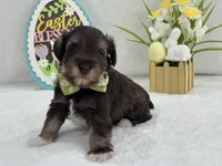 Dolly Male 1 AKC Registered, a male Miniature Schnauzer for sale in Pageland, SC – Photo 3 of 4