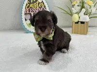 Dolly Male 1 AKC Registered, a male Miniature Schnauzer for sale in Pageland, SC – Photo 2 of 4