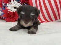 Miracle Male 2 AKC Liver and Tan, a male Miniature Schnauzer for sale in Pageland, SC – 3 of 4