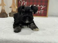 Mae Male 3 AKC, a male Miniature Schnauzer for sale in Pageland, SC – Photo 3 of 3