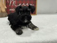 Mae Male 3 AKC, a male Miniature Schnauzer for sale in Pageland, SC – Photo 1 of 3
