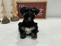Mae Male 3 AKC, a male Miniature Schnauzer for sale in Pageland, SC – Photo 2 of 3