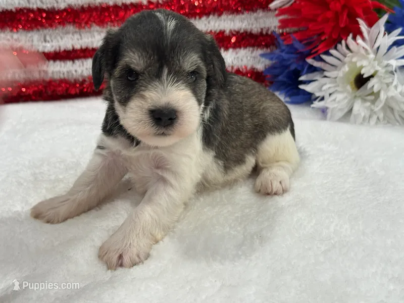 Marsha Female 1 – Miniature Schnauzer puppy for sale in Pageland, SC