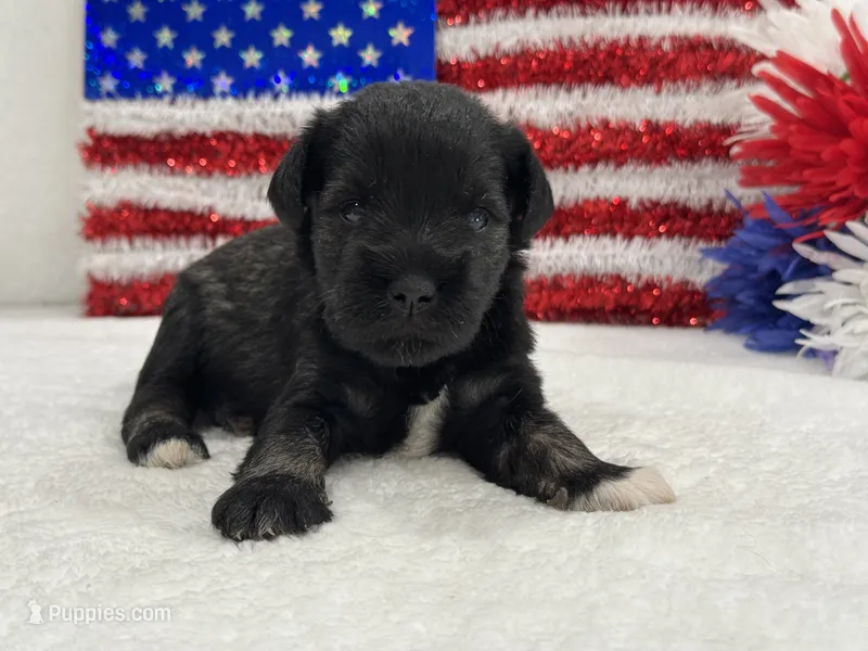 Marsha Male 6 – Miniature Schnauzer puppy for sale in Pageland, SC