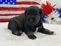 Marsha Male 6, a male Miniature Schnauzer for sale in Pageland, SC – 3 of 4