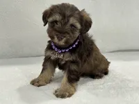 Sugar Pie Female 1 AKC Mega Coat Liver & Tan, a male Miniature Schnauzer for sale in Pageland, SC – 1 of 4