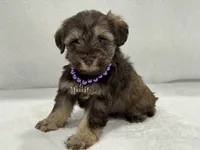 Sugar Pie Female 1 AKC Mega Coat Liver & Tan, a male Miniature Schnauzer for sale in Pageland, SC – 4 of 4