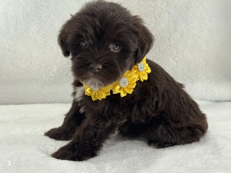 Chloe Female 1 AKC Mega Coat Liver – Miniature Schnauzer puppy for sale in Pageland, SC