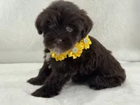 Chloe Female 1 AKC Mega Coat Liver, a male Miniature Schnauzer for sale in Pageland, SC – 1 of 4
