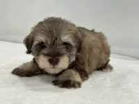 Chloe Male 2 AKC Mega Coat  Liver & Tan, a male Miniature Schnauzer for sale in Pageland, SC – 2 of 4