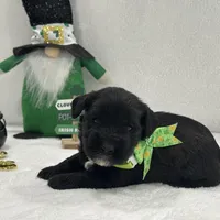 Paisley Male 1, a male Miniature Schnauzer for sale in Pageland, SC – Photo 3 of 4