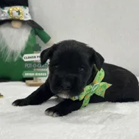 Paisley Male 1, a male Miniature Schnauzer for sale in Pageland, SC – Photo 2 of 4