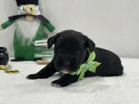 Paisley Male 1, a male Miniature Schnauzer for sale in Pageland, SC – Photo 2 of 4