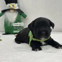 Paisley Male 1, a male Miniature Schnauzer for sale in Pageland, SC – Photo 4 of 4