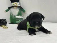 Paisley Male 1, a male Miniature Schnauzer for sale in Pageland, SC – Photo 4 of 4