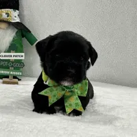 Paisley Male 1, a male Miniature Schnauzer for sale in Pageland, SC – Photo 1 of 4