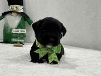 Paisley Male 1, a male Miniature Schnauzer for sale in Pageland, SC – Photo 1 of 4