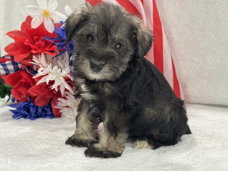Josie Female 5 – Miniature Schnauzer puppy for sale in Pageland, SC