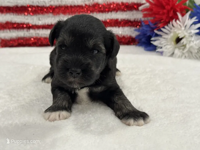 Marsha Male 5 – Miniature Schnauzer puppy for sale in Pageland, SC