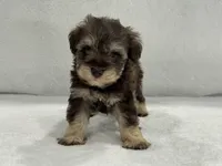 Sugar Pie Male 1 AKC Mega Coat Liver & Tan, a male Miniature Schnauzer for sale in Pageland, SC – 2 of 4