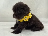 Chloe Female 1 AKC Mega Coat Liver, a male Miniature Schnauzer for sale in Pageland, SC – 2 of 4